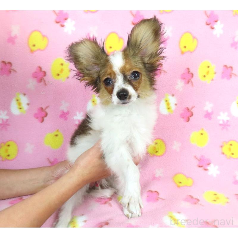 販売中の千葉県のパピヨン-423055の9枚目