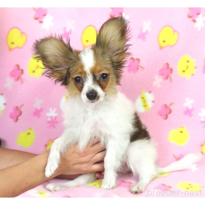 販売中の千葉県のパピヨン-423055の8枚目