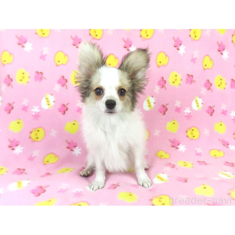 販売中の千葉県のパピヨン-423052の9枚目