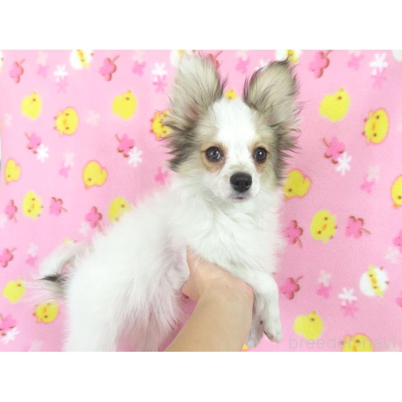 販売中の千葉県のパピヨン-423052の7枚目