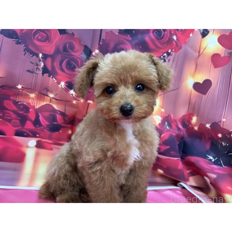 販売中の栃木県のティーカッププードル-437436