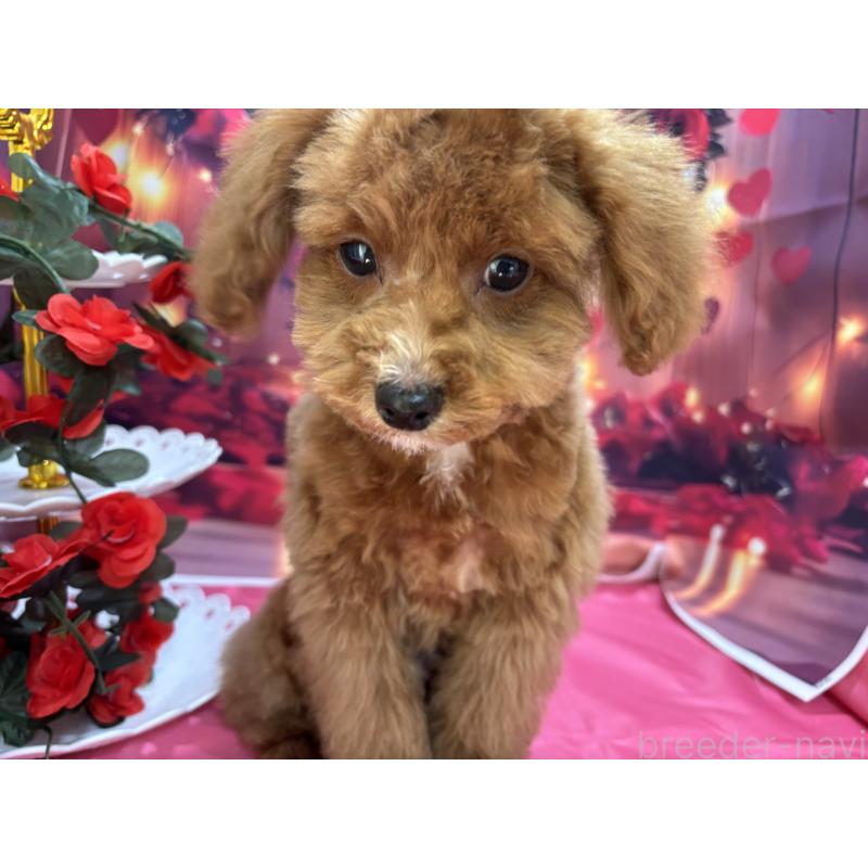 販売中の栃木県のタイニープードル-424872