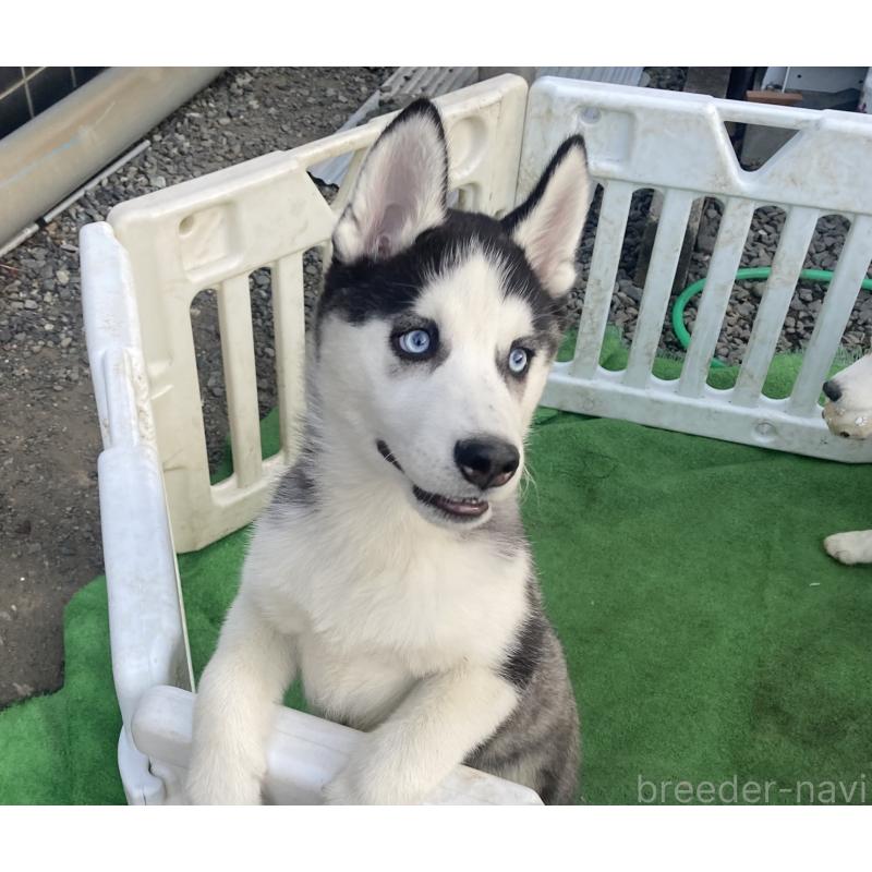 販売中の静岡県のシベリアンハスキー-425190の2枚目