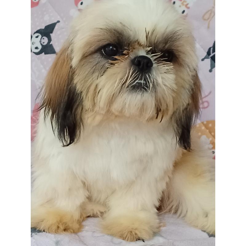 販売中の長野県のシーズー-440156の3枚目