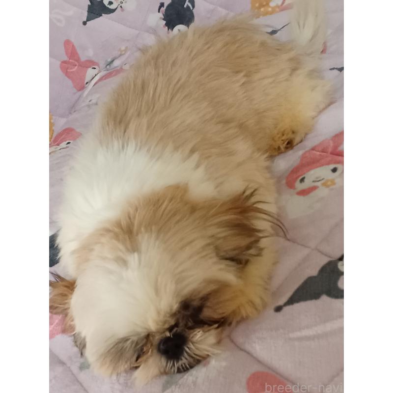 販売中の長野県のシーズー-440156の2枚目