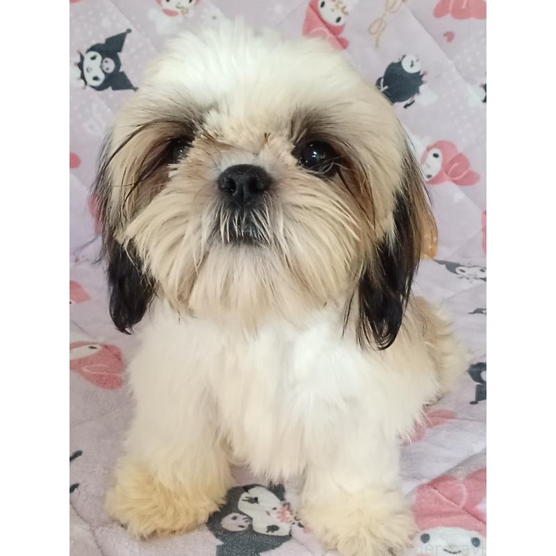 販売中の長野県のシーズー-440157の3枚目