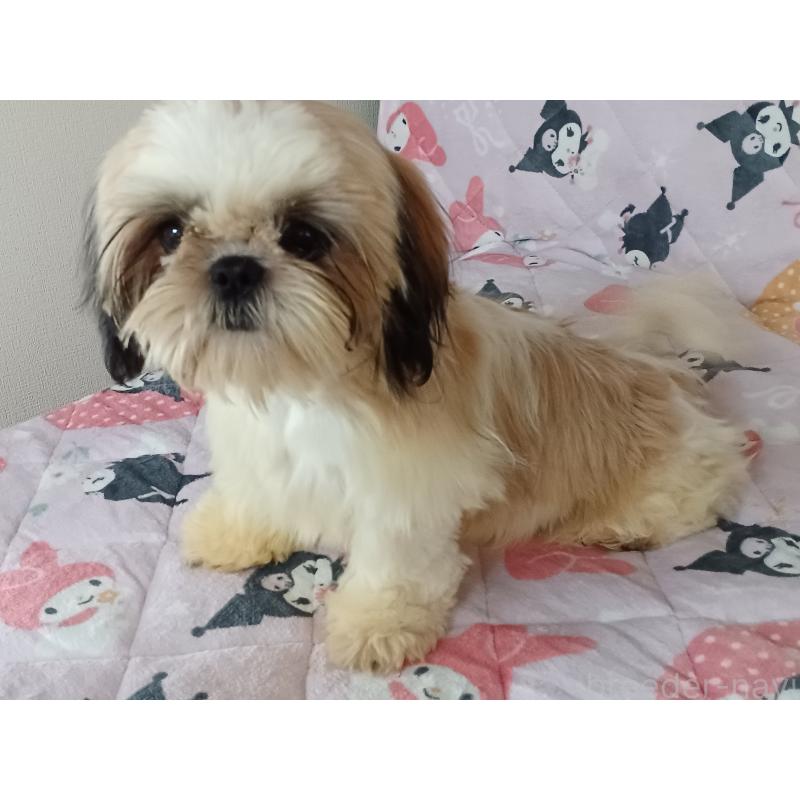 販売中の長野県のシーズー-440157の2枚目