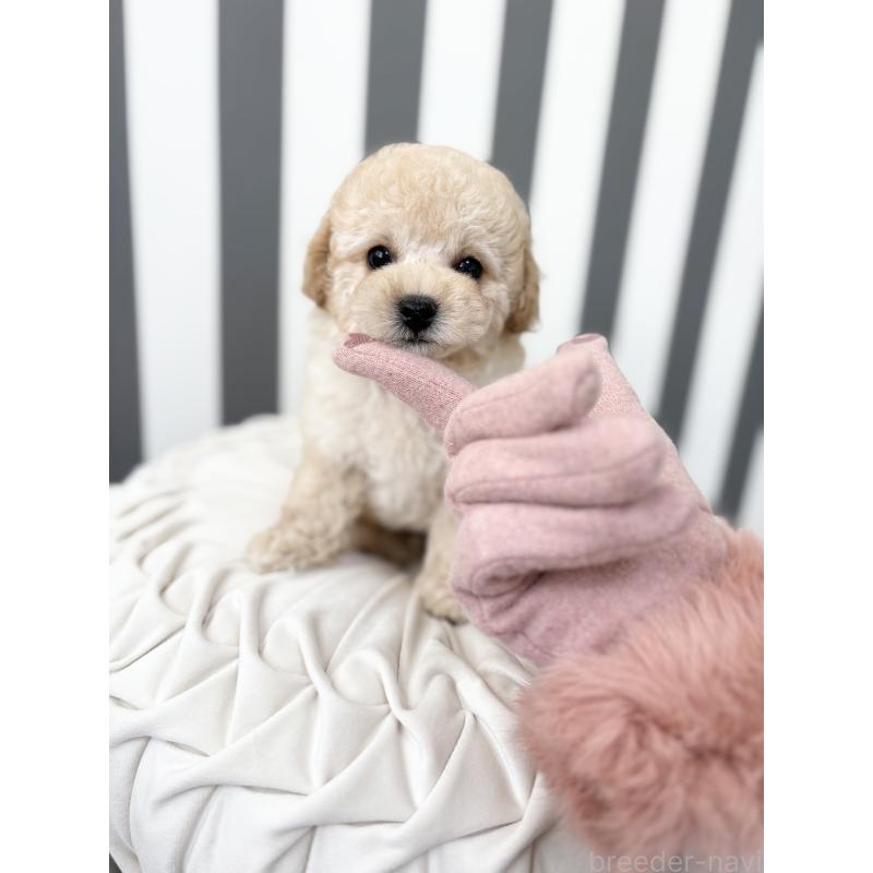 成約済の愛知県のティーカッププードル-438283の3枚目