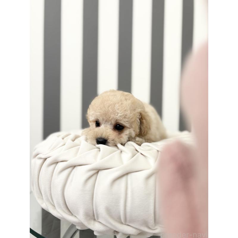 成約済の愛知県のティーカッププードル-438283の2枚目