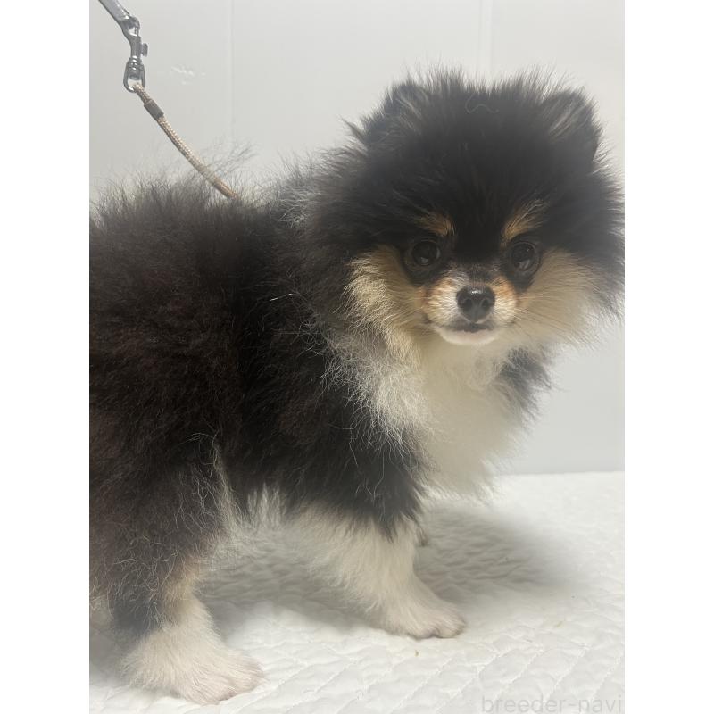 販売中の大阪府のポメラニアン-426456の2枚目