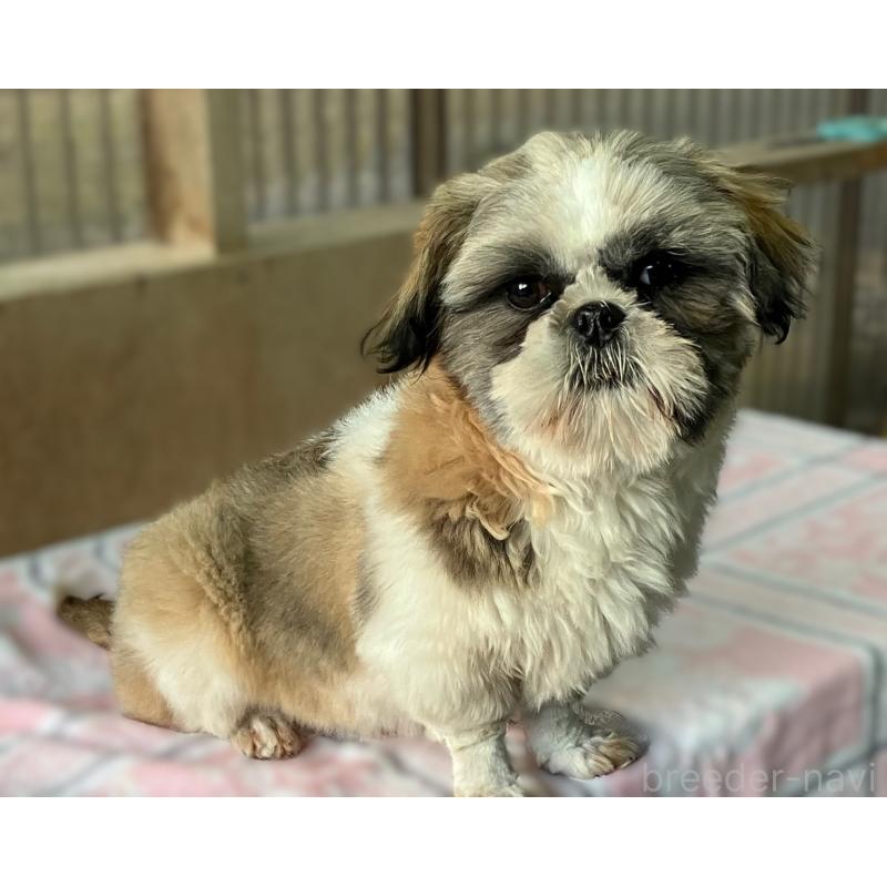 販売中の山梨県のシーズー-440158の3枚目