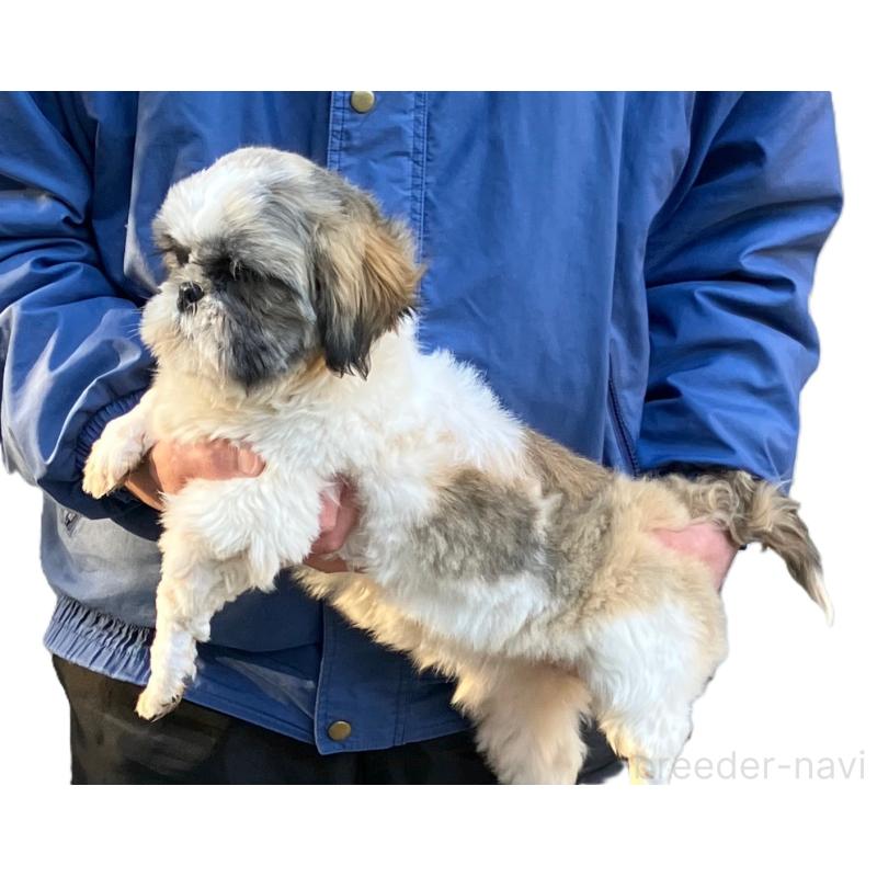 販売中の山梨県のシーズー-440158の2枚目