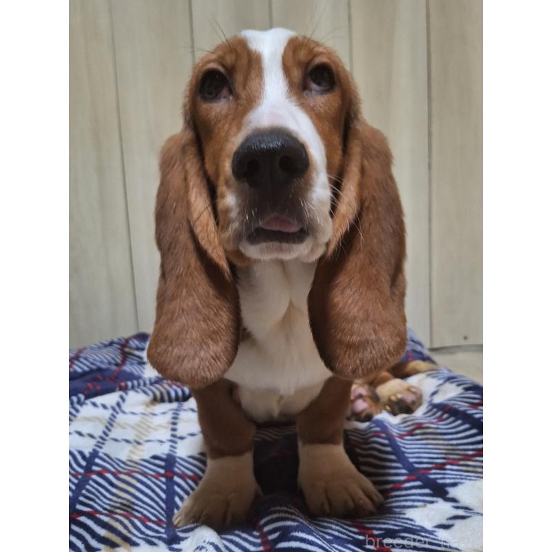 販売中の神奈川県のミックス犬-412992の13枚目