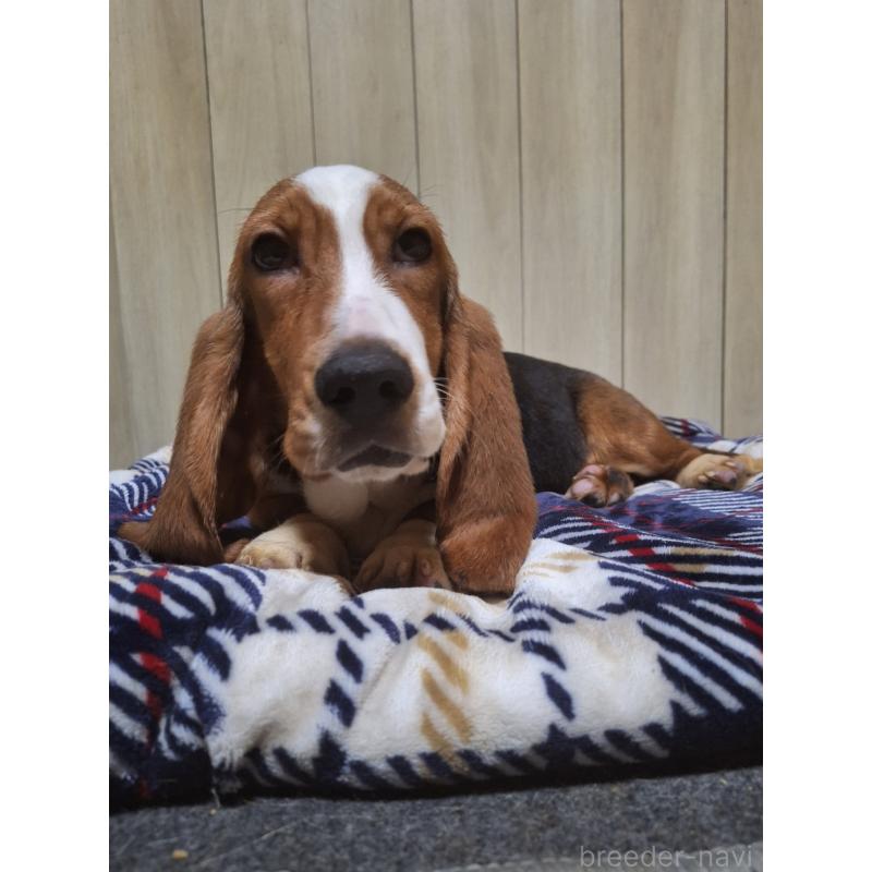 販売中の神奈川県のミックス犬-412992の12枚目