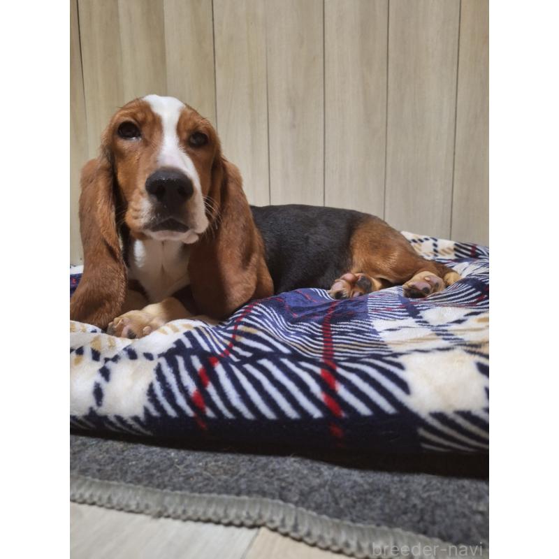 販売中の神奈川県のミックス犬-412992の11枚目