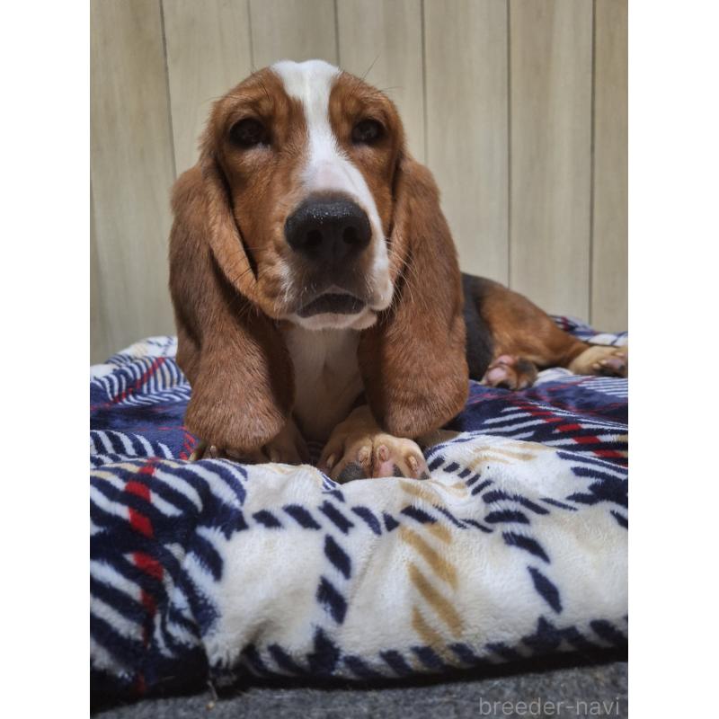 販売中の神奈川県のミックス犬-412992の10枚目