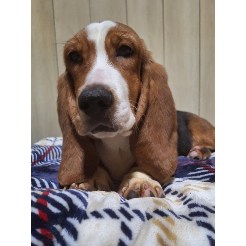 販売中の神奈川県のミックス犬-412992の9枚目