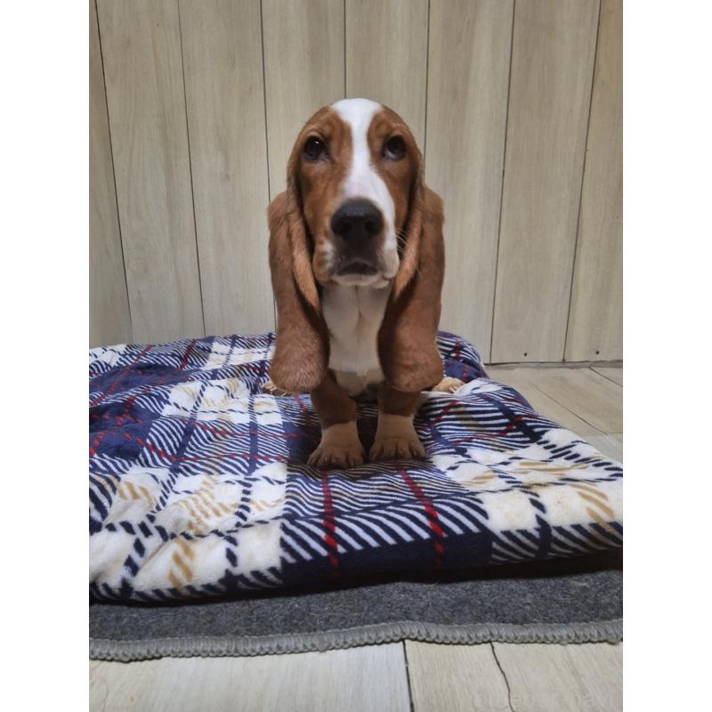 販売中の神奈川県のミックス犬-412992の8枚目