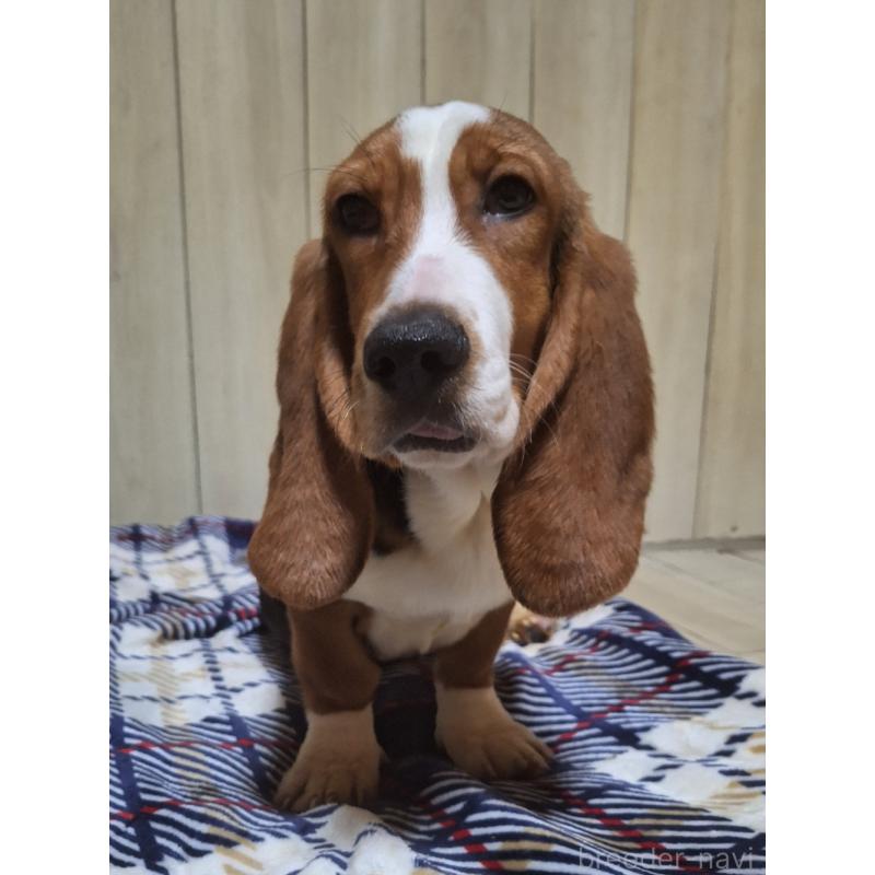 販売中の神奈川県のミックス犬-412992の7枚目