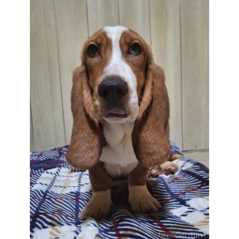 販売中の神奈川県のミックス犬-412992の5枚目