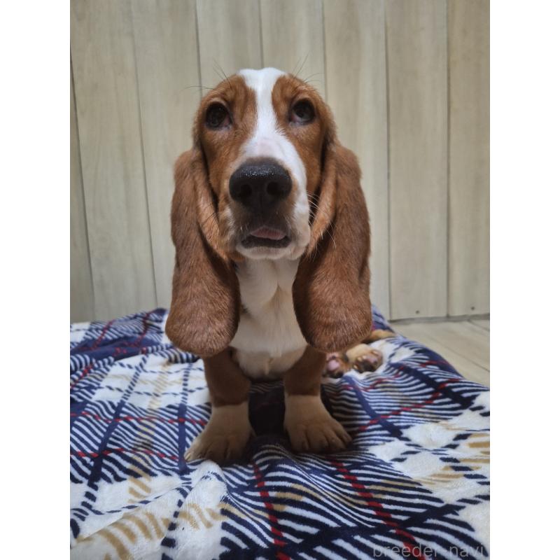 販売中の神奈川県のミックス犬-412992の4枚目