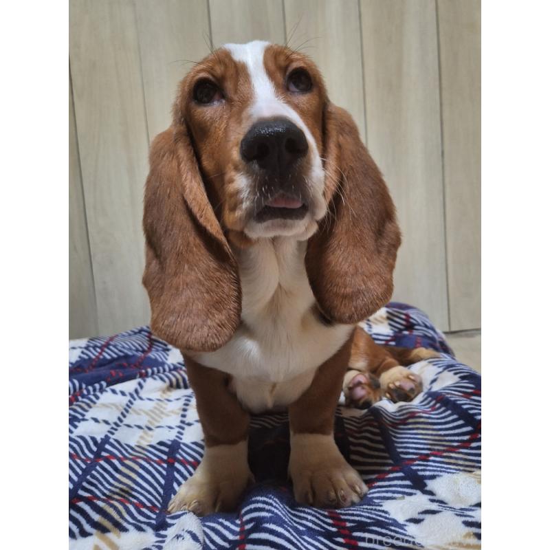 販売中の神奈川県のミックス犬-412992の3枚目