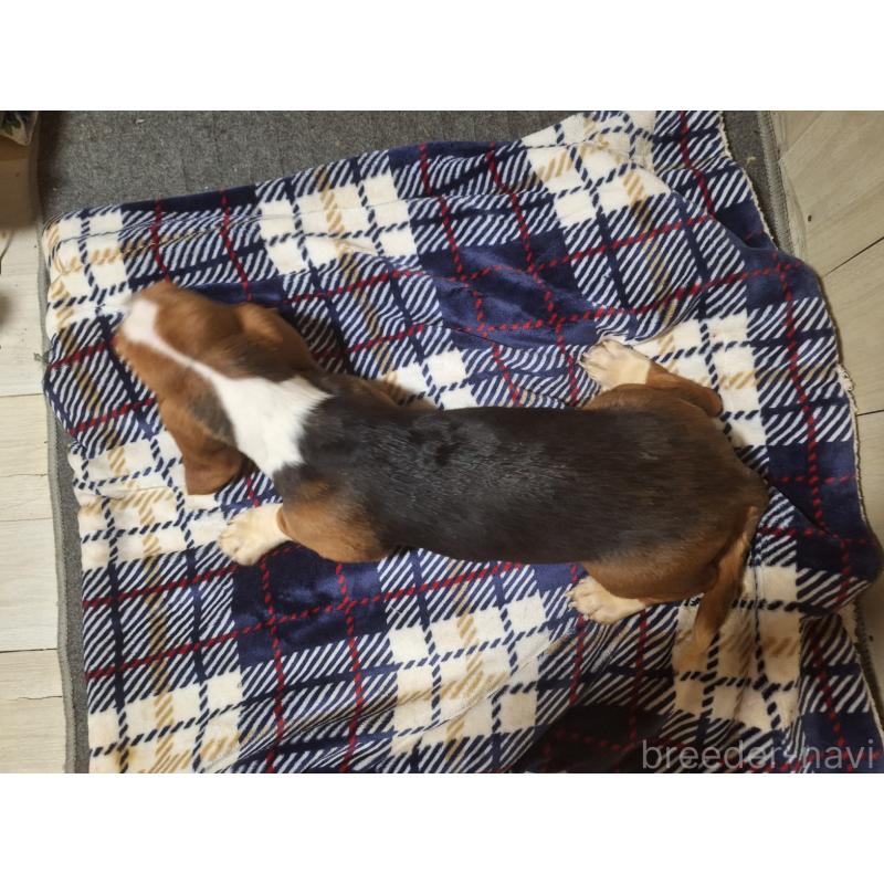 販売中の神奈川県のミックス犬-412992の2枚目