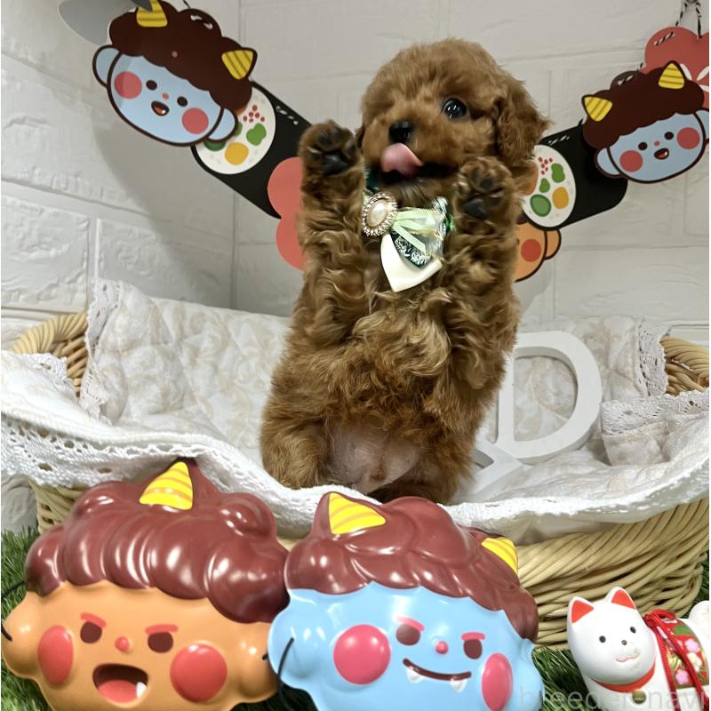 成約済の愛知県のトイプードル-435236の2枚目