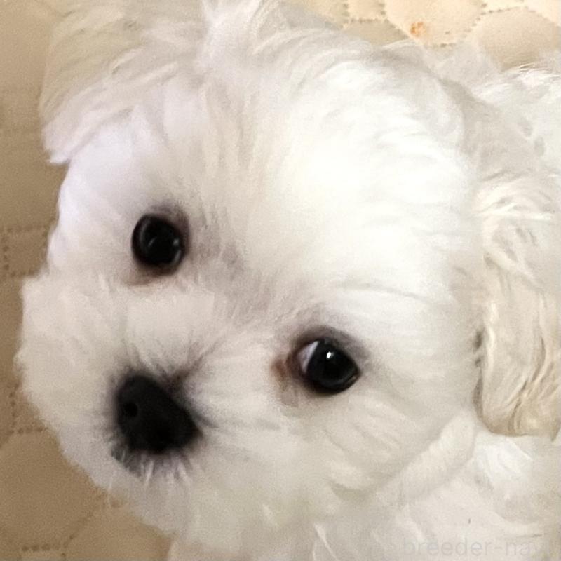 販売中の滋賀県のマルチーズ-430675の2枚目