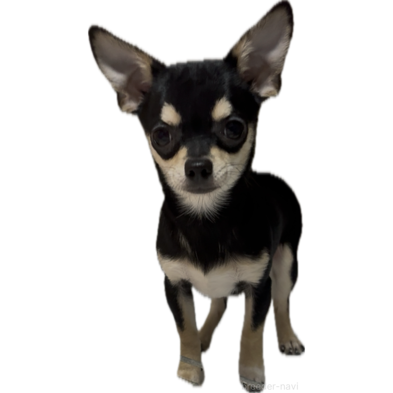 販売中の広島県のチワワ(スムースコート)-440159の1枚目