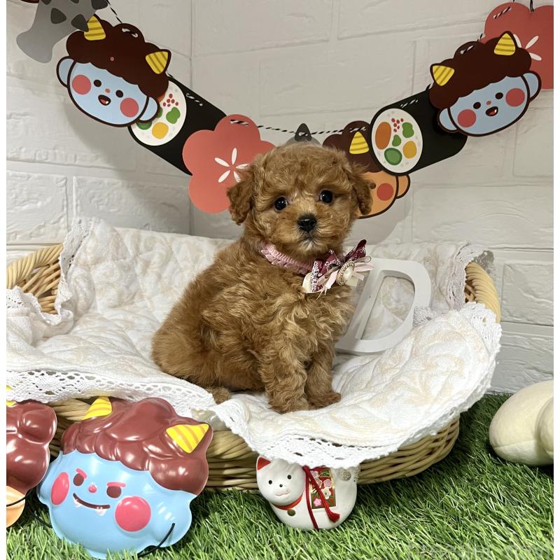 成約済の愛知県のトイプードル-433495の3枚目