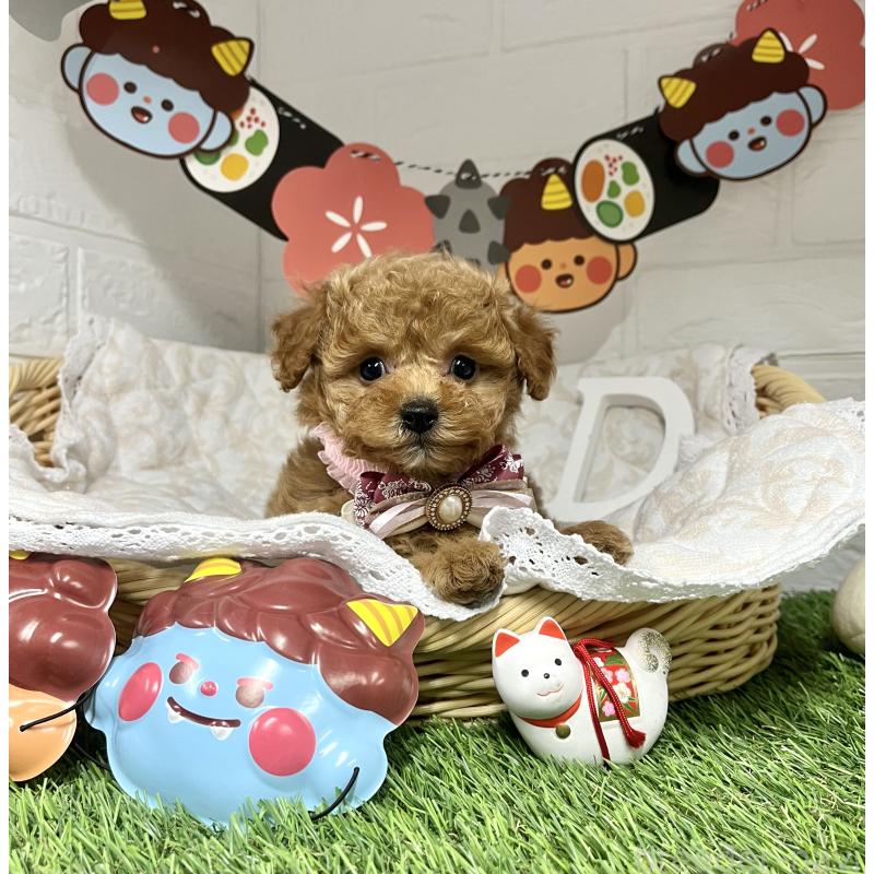 成約済の愛知県のトイプードル-433495の2枚目