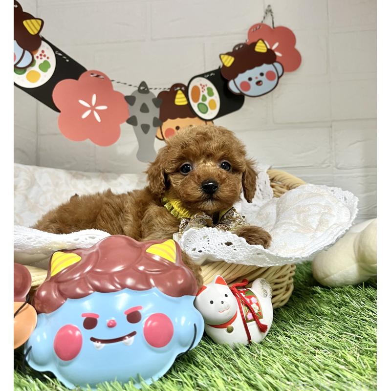 成約済の愛知県のトイプードル-433494の3枚目