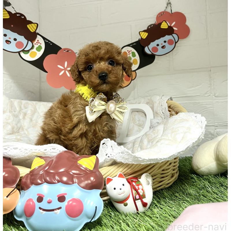 成約済の愛知県のトイプードル-433494の2枚目