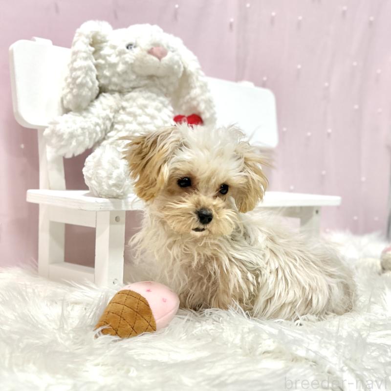 販売中の栃木県のマルプー:マルチーズ×トイプードル-433259の8枚目