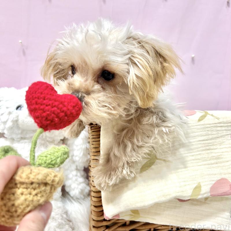 販売中の栃木県のマルプー:マルチーズ×トイプードル-433259の7枚目