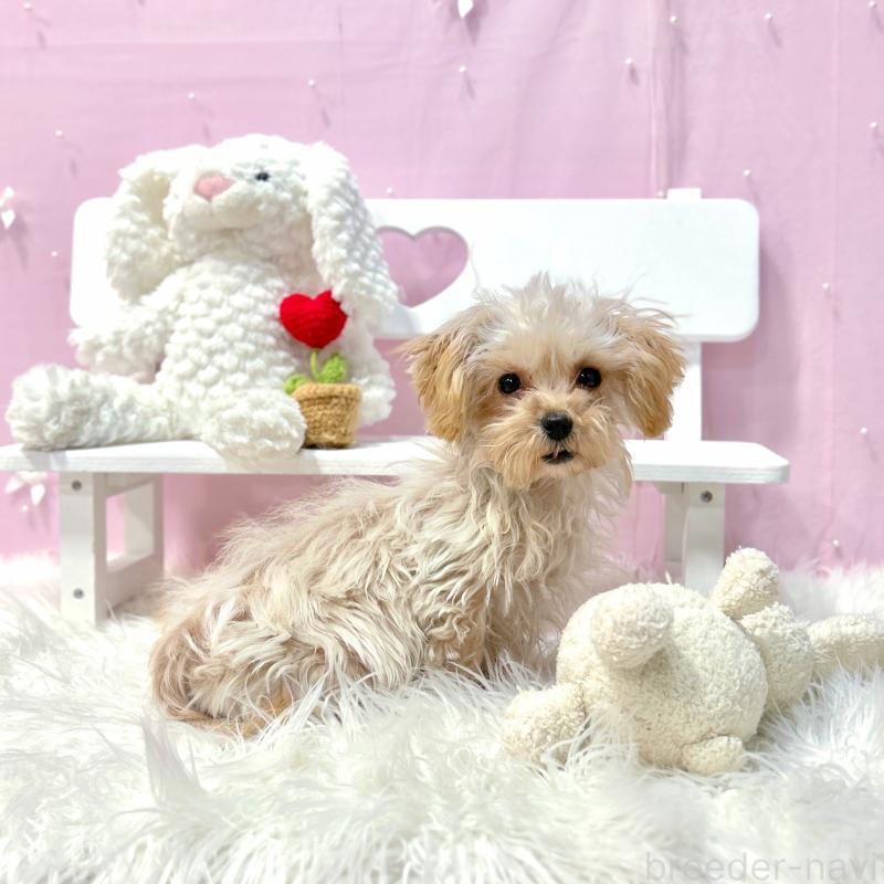 販売中の栃木県のマルプー:マルチーズ×トイプードル-433259の3枚目