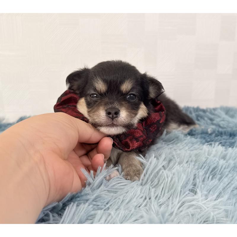 販売中の埼玉県のチワワ(ロングコート)-440065の2枚目