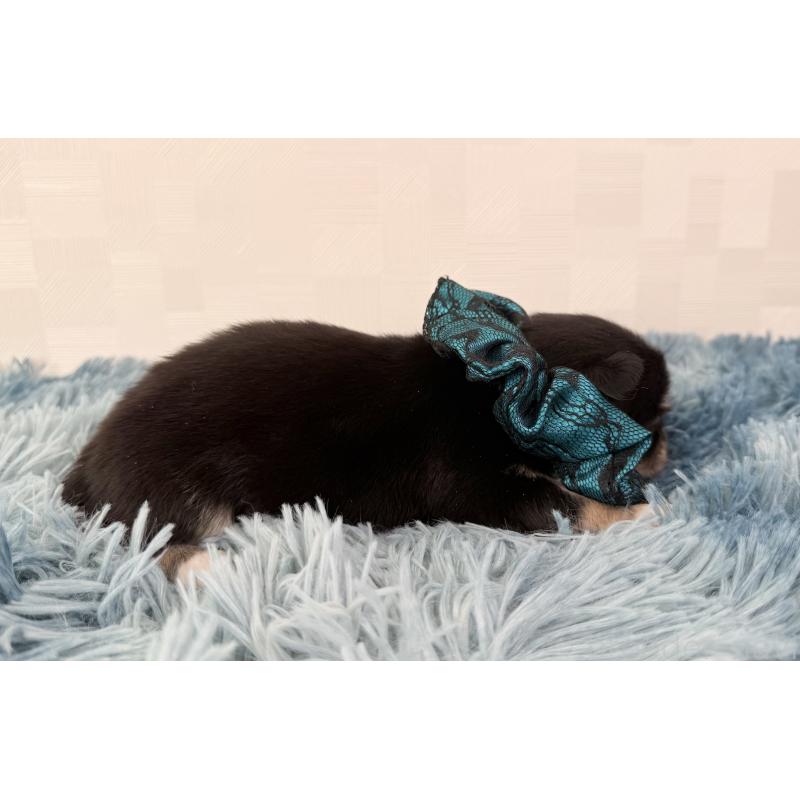 販売中の埼玉県のチワワ(ロングコート)-440066の5枚目