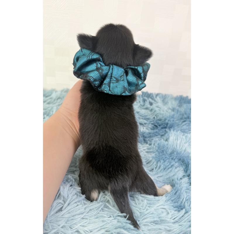 販売中の埼玉県のチワワ(ロングコート)-440066の4枚目