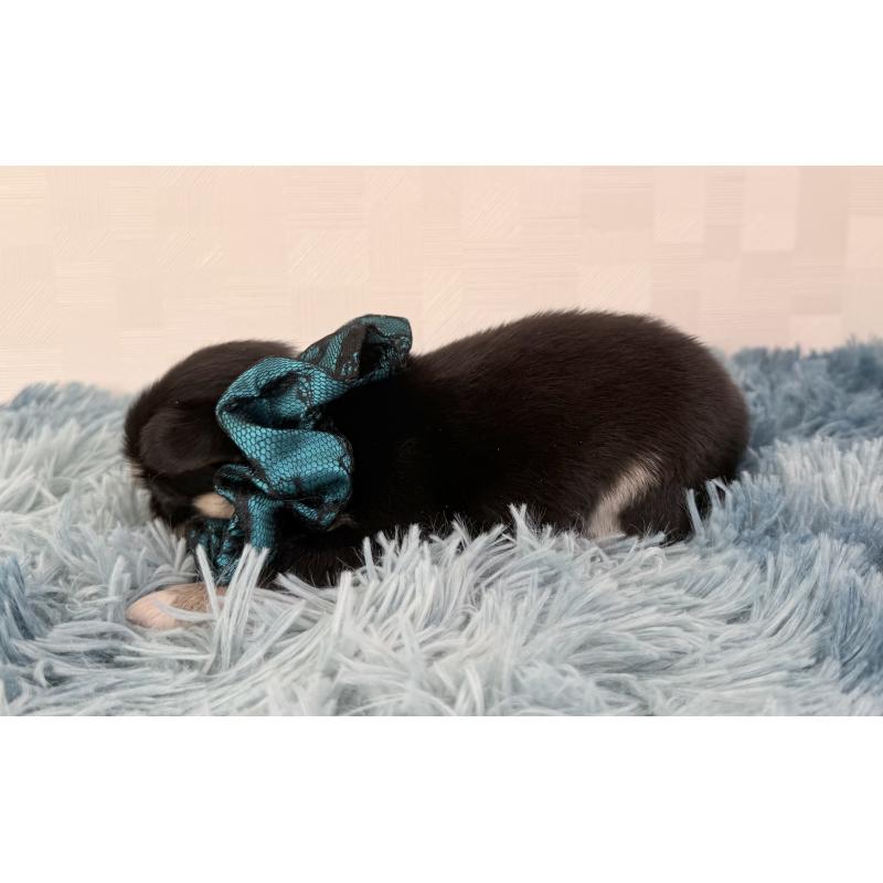 販売中の埼玉県のチワワ(ロングコート)-440066の3枚目