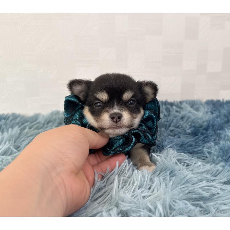 販売中の埼玉県のチワワ(ロングコート)-440066の2枚目