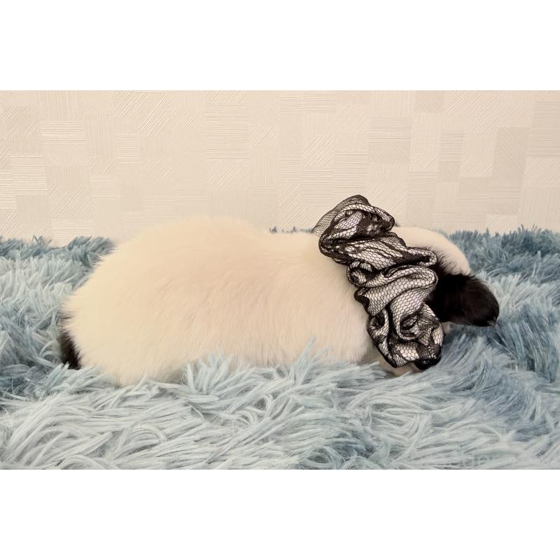 販売中の埼玉県のチワワ(ロングコート)-440067の5枚目