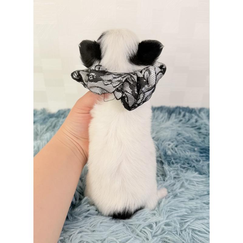 販売中の埼玉県のチワワ(ロングコート)-440067の4枚目