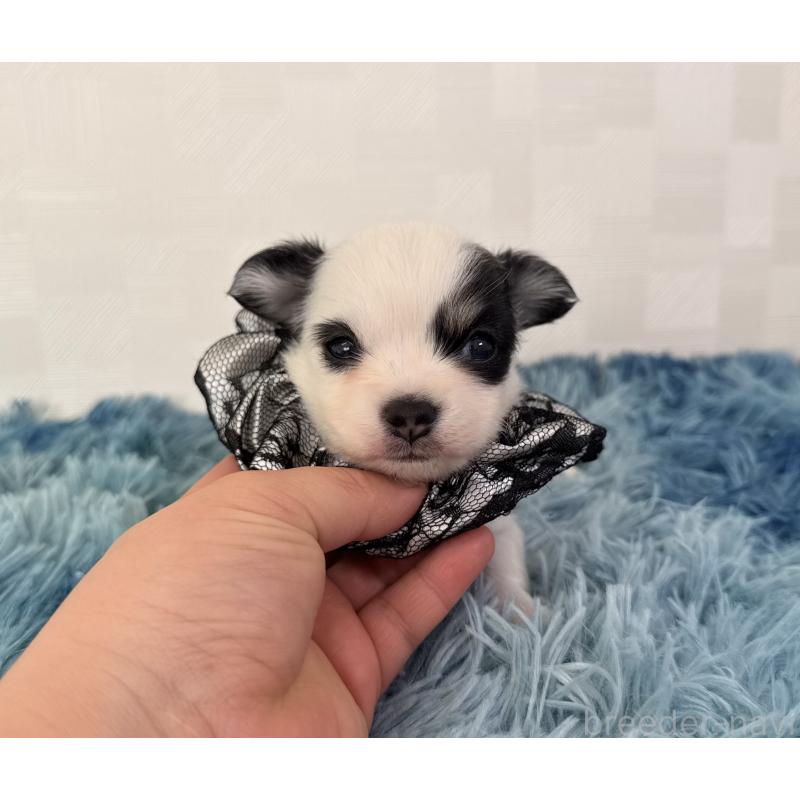 販売中の埼玉県のチワワ(ロングコート)-440067の2枚目