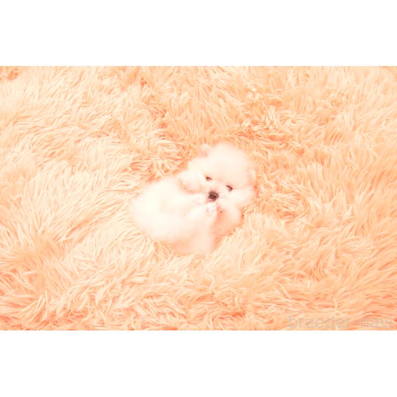 販売中の茨城県のポメラニアン-440160の4枚目