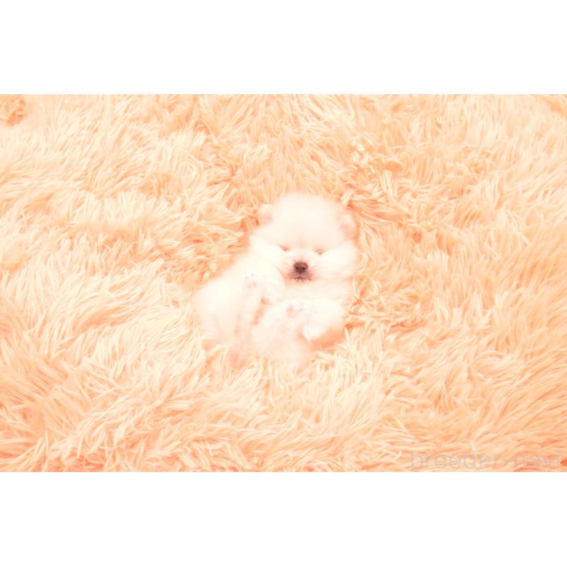 販売中の茨城県のポメラニアン-440160の3枚目