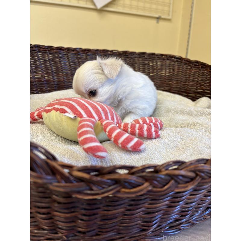 販売中の愛知県のチワワ(ロングコート)-440161の5枚目