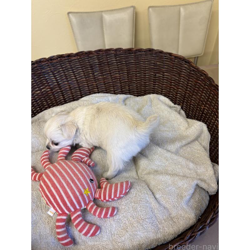 販売中の愛知県のチワワ(ロングコート)-440161の4枚目