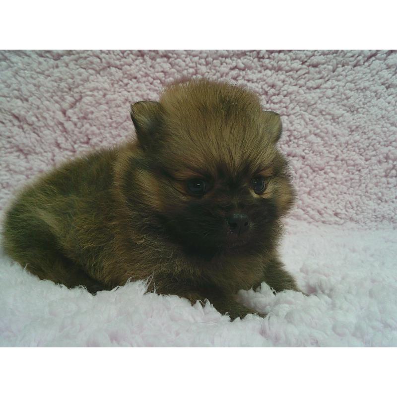 販売中の茨城県のポメラニアン-440162の1枚目